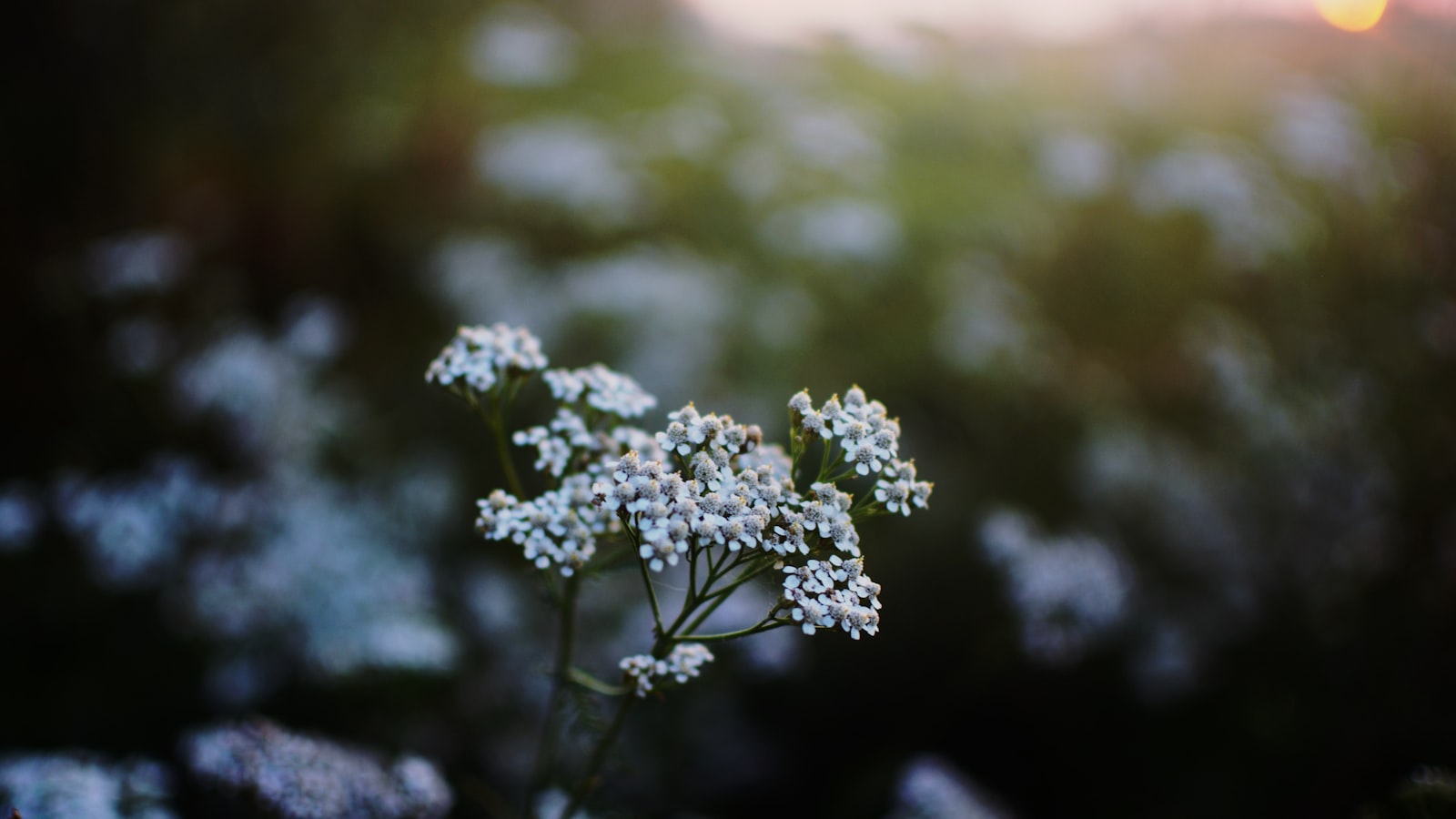 Closeup photo of white petaled flowers